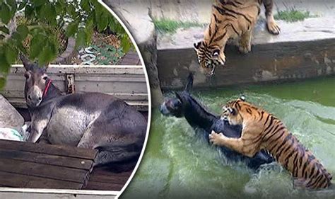 china zoo tiger helpless animals are eaten alive